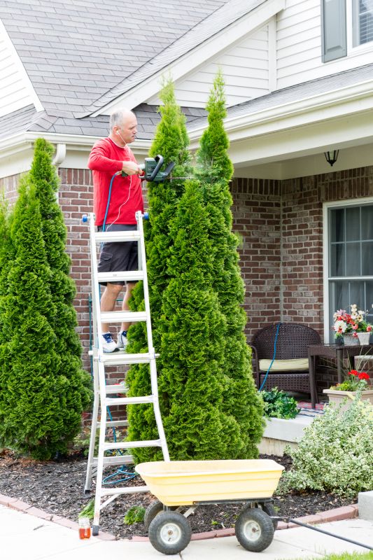 Arborvitae Pruning in Ventura County, CA