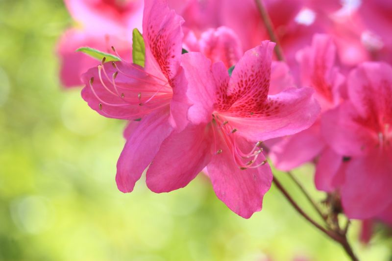 Azalea Pruning in Honolulu, HI