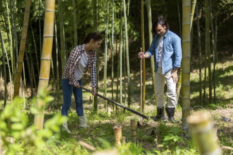 Bamboo Trimming in Ventura County, CA