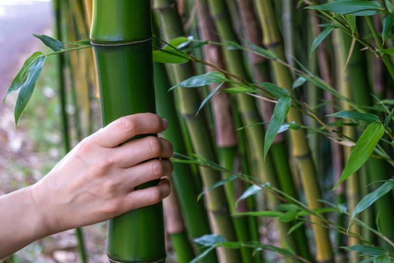 Bamboo Trimming in Honolulu, HI