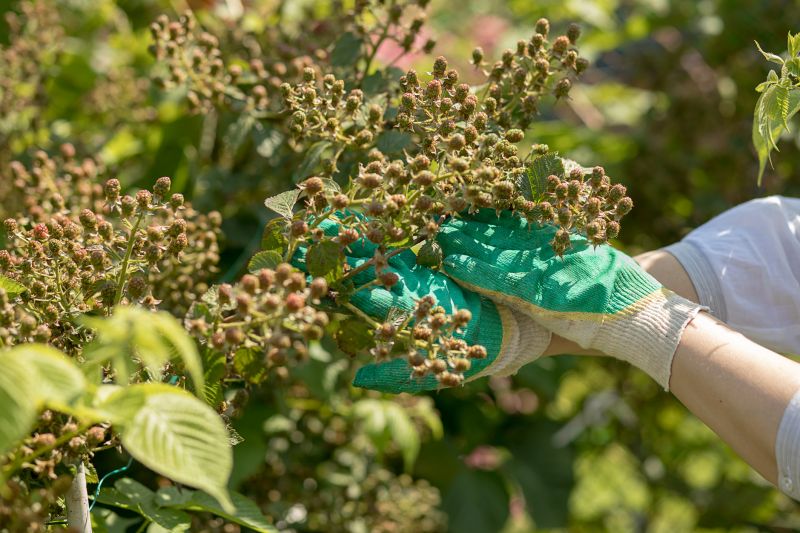 Blackberry Bush Removal in Honolulu, HI