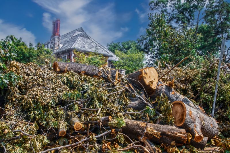 Fallen Branch Removal in Honolulu, HI