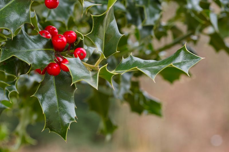Holly Bushes Trimming in Honolulu, HI