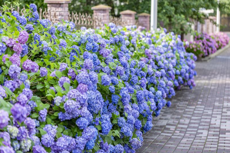 Hydrangea Planting in Honolulu, HI