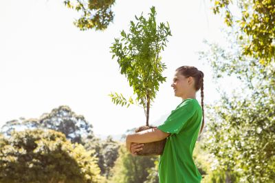 Oak Tree Planting in Honolulu, HI