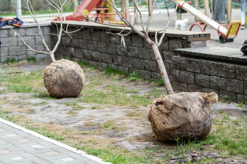 Privacy Trees Planting in Ventura County, CA