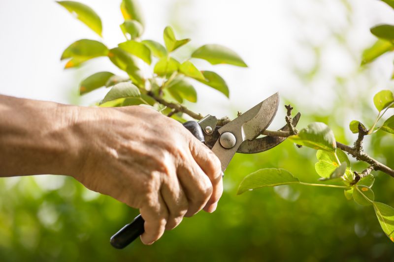 Shrub Pruning in Honolulu, HI