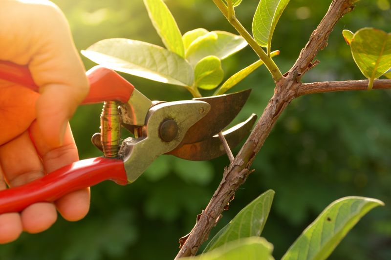 Shrub Pruning in Honolulu, HI