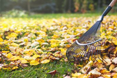 Protect Your Grass with Leaf Removal!